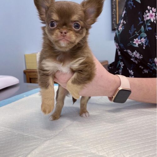 Adorable tiny chihuahua