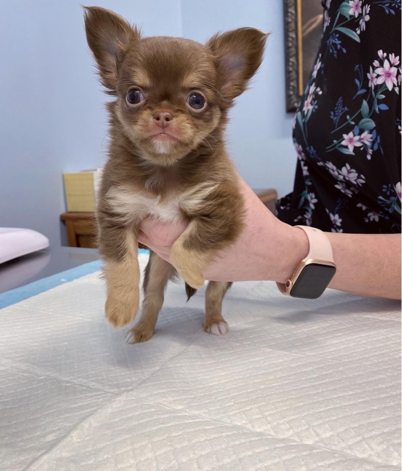 Adorable tiny chihuahua