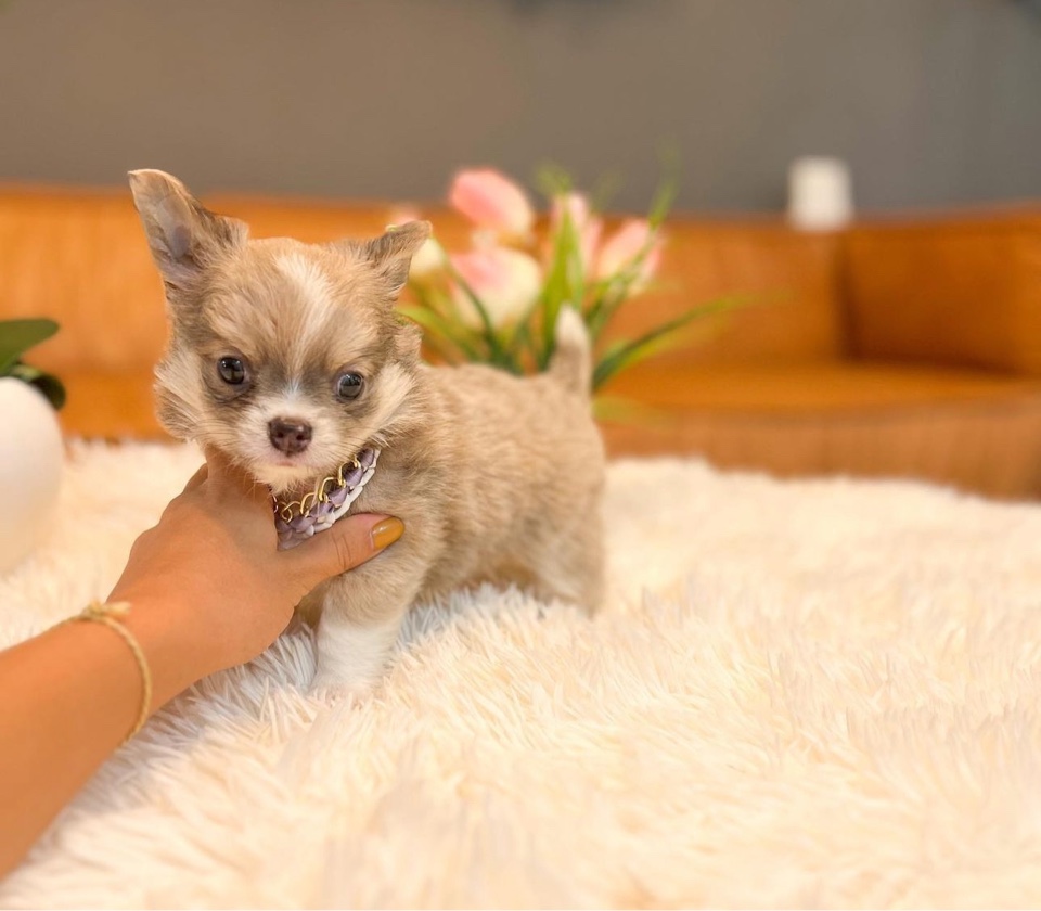 Teacup Chihuahuas for sale