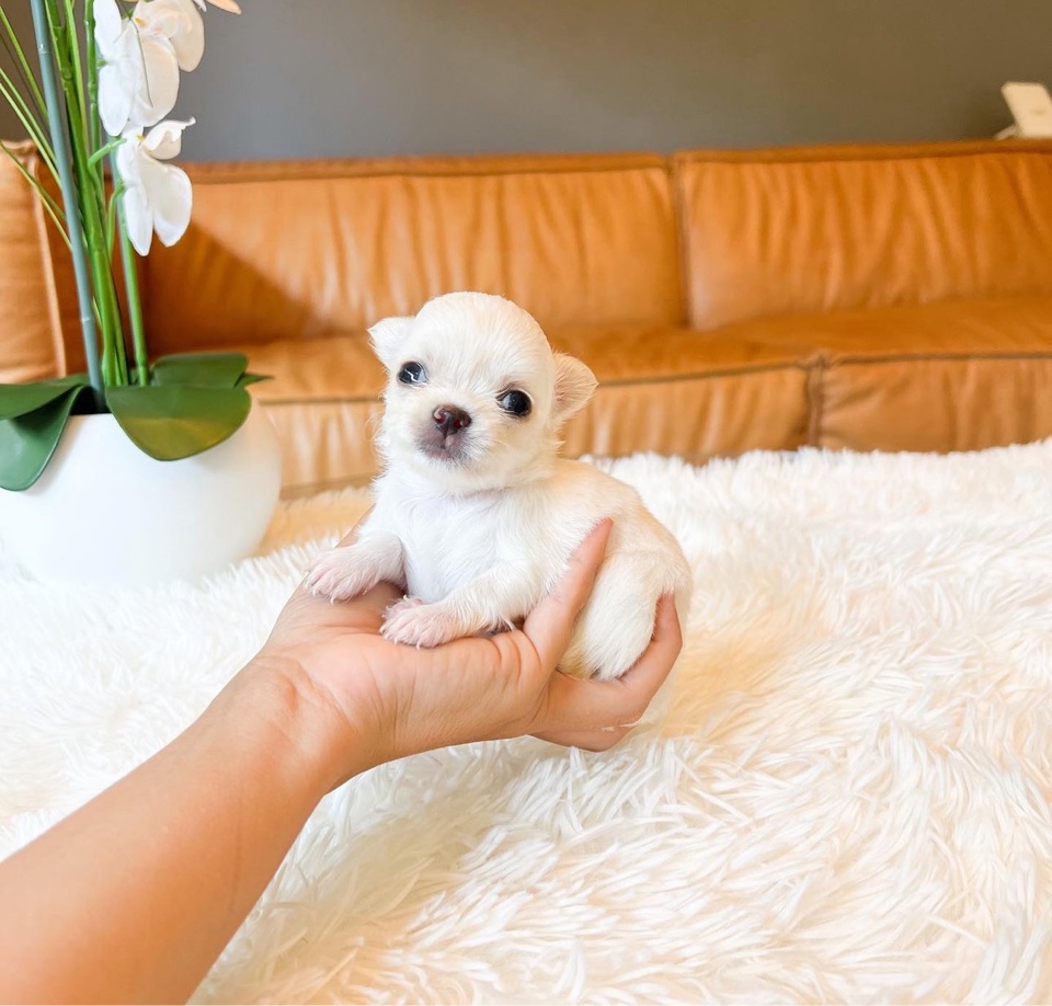 Chihuahua puppies for sale