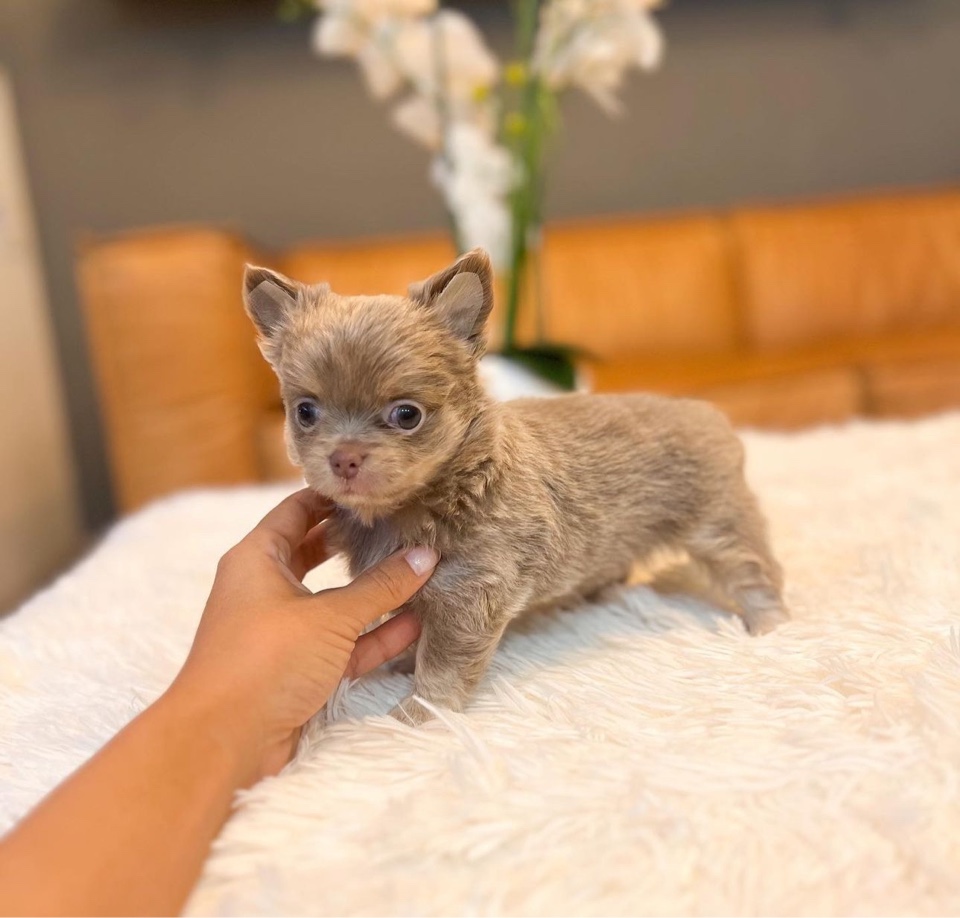 Teacup Chihuahua puppies for sale